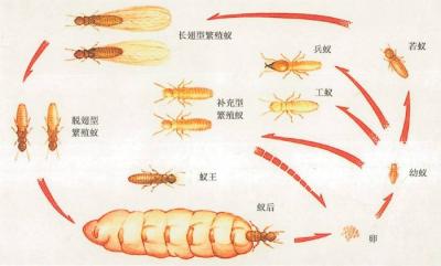 白蚁防治基本知识